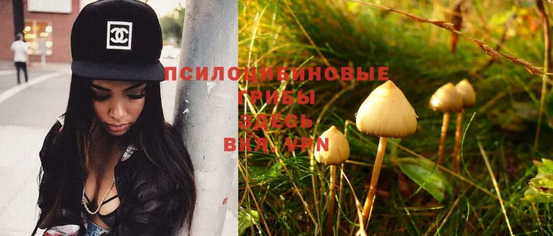 Галлюциногенные грибы Magic Shrooms  Семикаракорск 